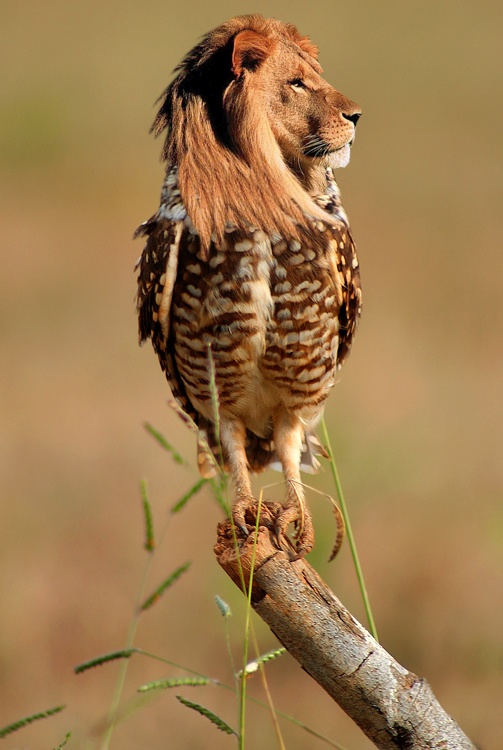 leaocoruja.jpg