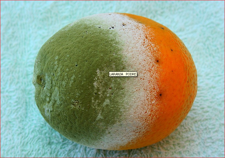 laranja_podre.png