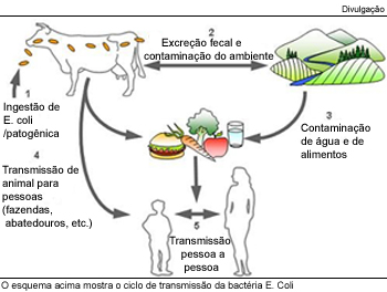 Bacteria-Escherichia-coli(1).jpg