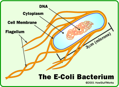 e_coli.gif