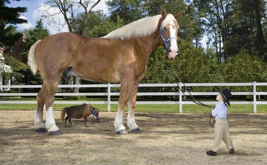 cavalo.jpg