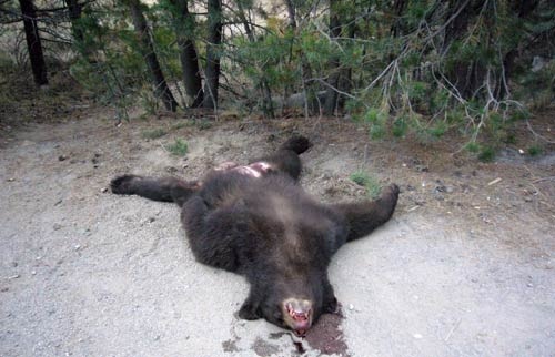bear.jpeg