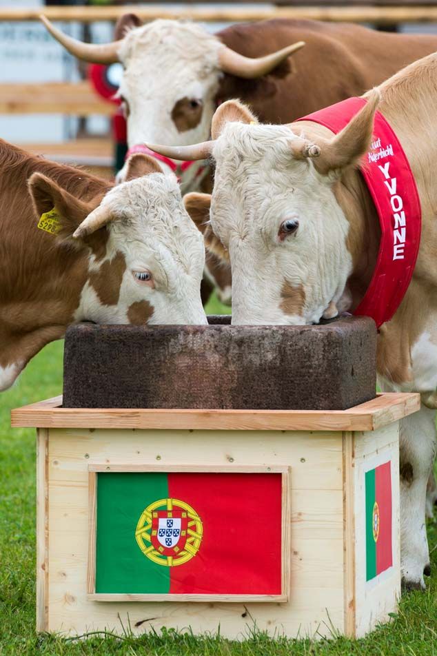 Vaca.jpg