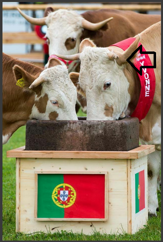 vaca2.png