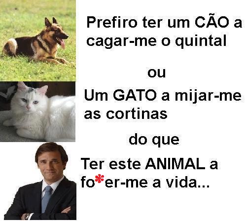 coisas de animais.jpg