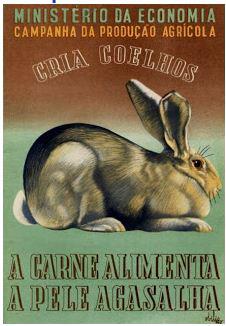 coelho.jpg