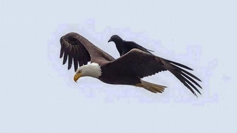 Corvo apanha boleia de águia.jpg