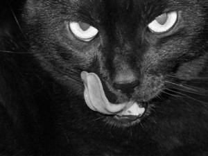 anda-meu-gato-preto-300x225.jpg