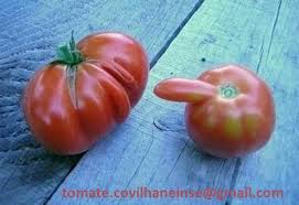 Um par de tomates.jpg