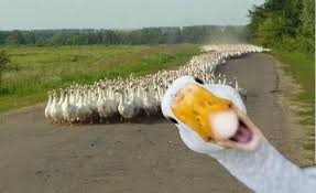 patos.jpg