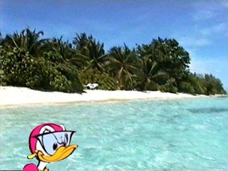 pata-praia.jpg