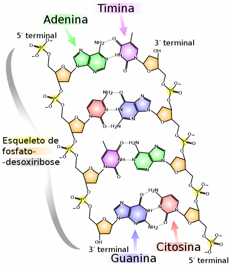800px-DNA_chemical_structure_pt.svg.png