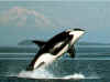 bi_orca_001_small.jpg