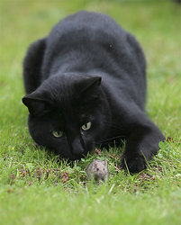 Cat and mouse.jpg