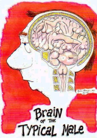 cerebromasculino.jpg