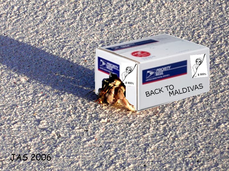 BackToMaldivas.jpg