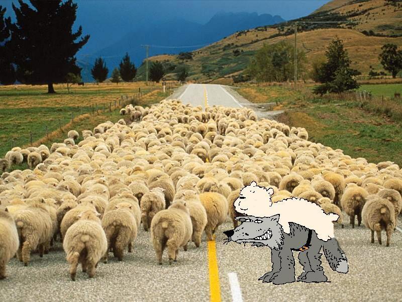 wolf in sheep.jpg