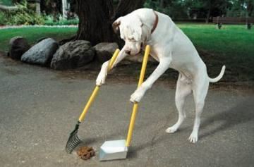 The Perfect Dog.jpg