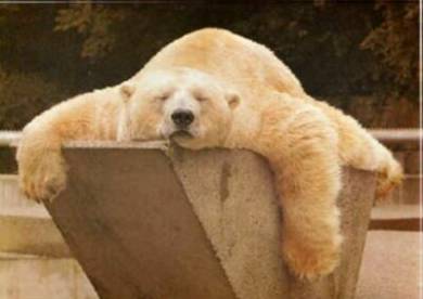 urso dorminhoco.jpg