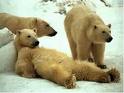 Urso em descanso.jpg