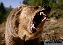 urso.jpg