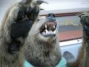 urso e suas garras.jpg