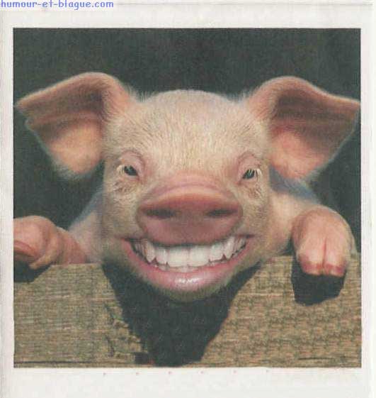cochon-rire.png