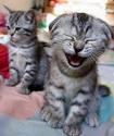 cats.jpg