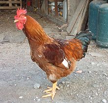 220px-Gallus_gallus_male_big.jpg