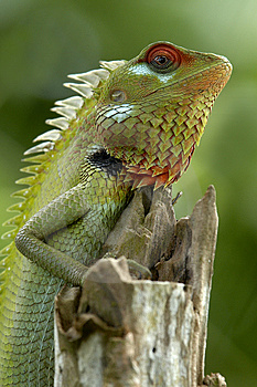 lagarto-verde-do-jardim-thumb3351815.jpg