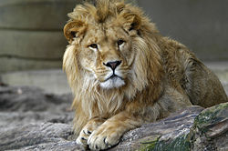 250px-Lion_zoo_antwerp_1280.jpg