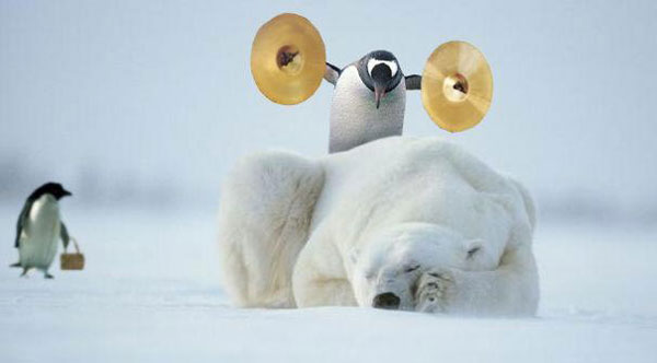 polar_bear.jpg