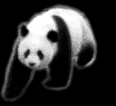 panda01.gif