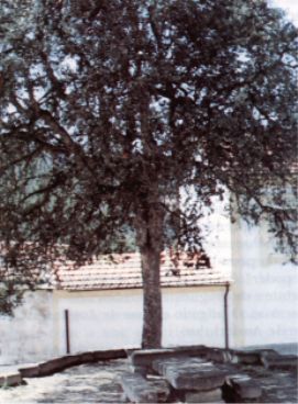 pedra.jpg