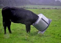bullmáquina.jpg