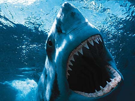 jaws.jpg