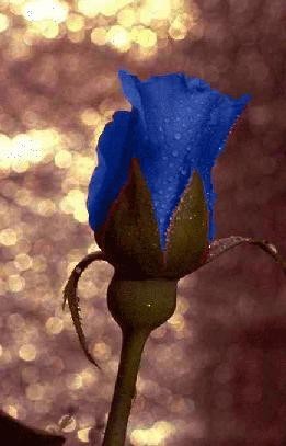 Rosa_Azul.jpg
