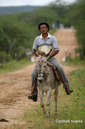 jumento_3974[1].jpg