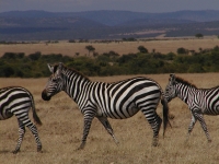 Zebra.jpg