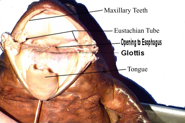 mouth1.jpg