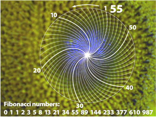 girasol55.png