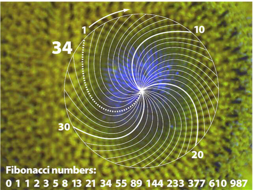 girasol34.png
