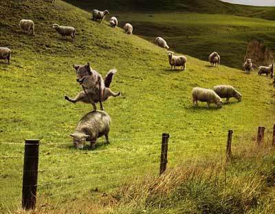 wolf_and_sheeple.jpg