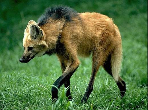 lobo_guara2.jpg
