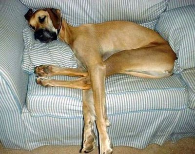 cachorro-preguicoso[1].jpg