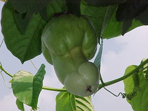 fruit4xt.jpg