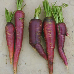carrot.jpg