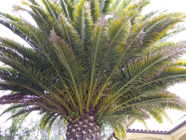 palmeira1.jpg