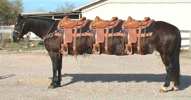 cavalos.jpg