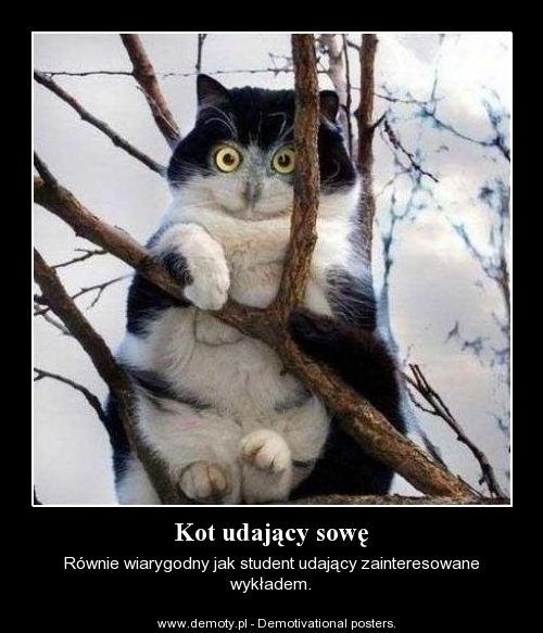 cat.jpg